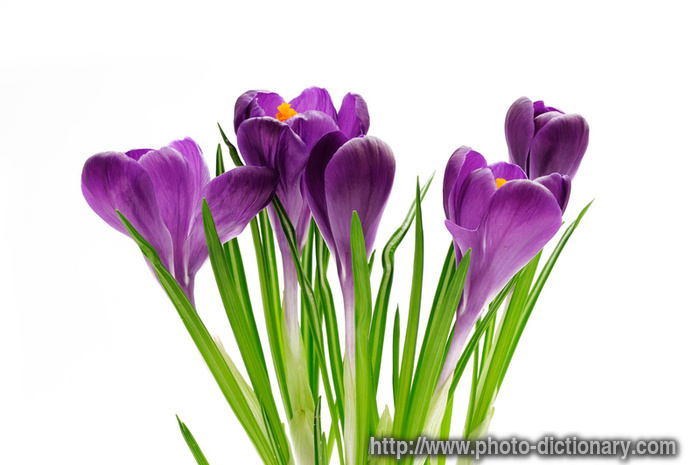 crocus - photo/picture definition - crocus word and phrase image
