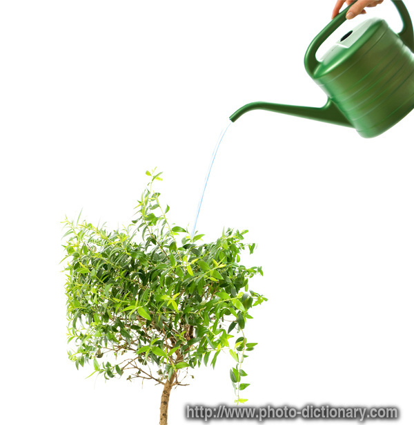 myrtle tree - photo/picture definition - myrtle tree word and phrase image