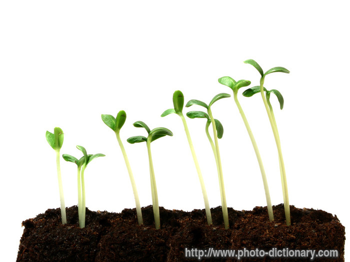 growing - photo/picture definition - growing word and phrase image