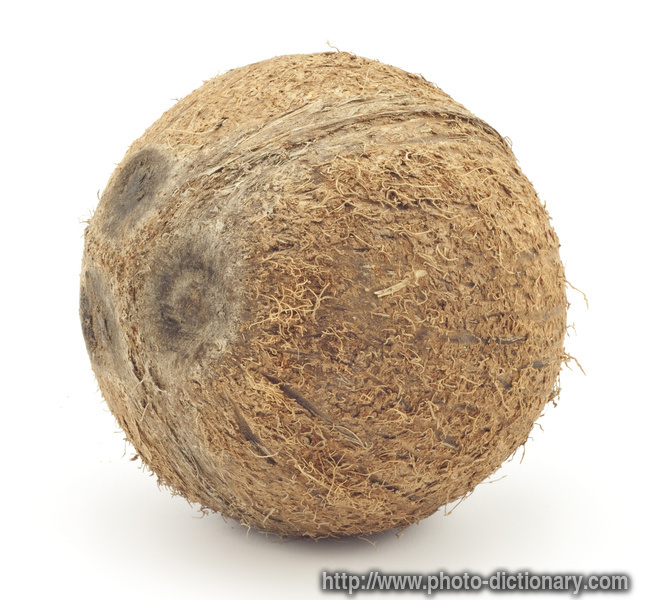 coconut - photo/picture definition - coconut word and phrase image