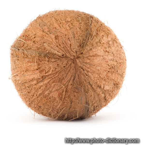 coconut - photo/picture definition - coconut word and phrase image