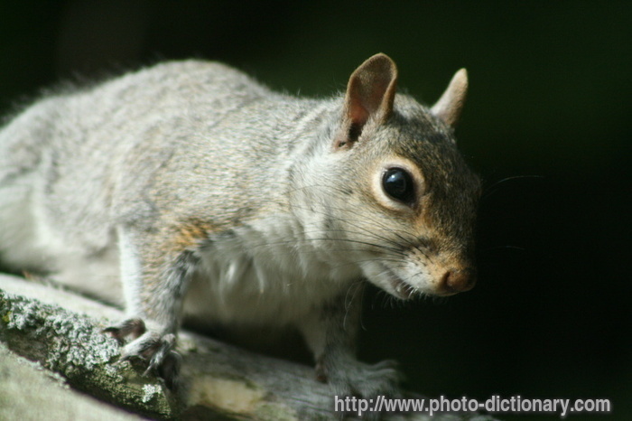 gray squirrel - photo/picture definition - gray squirrel word and phrase image