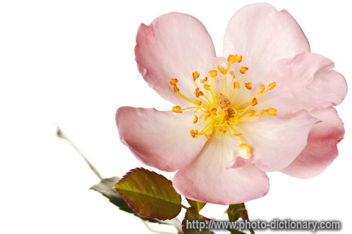 garden rose - photo/picture definition - garden rose word and phrase image