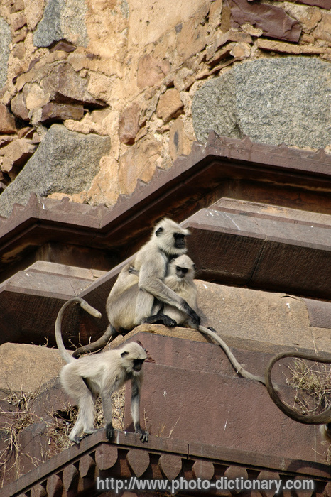 grey langurs - photo/picture definition - grey langurs word and phrase image