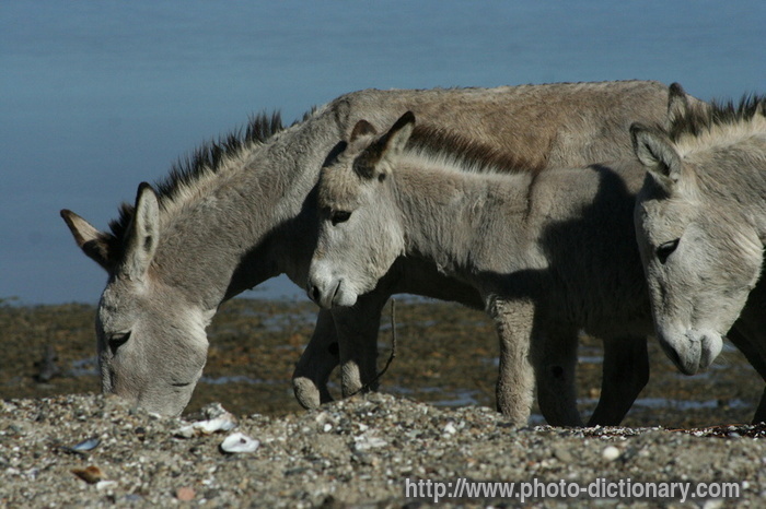 donkeys - photo/picture definition - donkeys word and phrase image