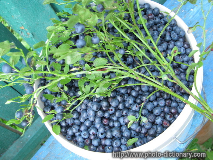 bilberry crop - photo/picture definition - bilberry crop word and phrase image