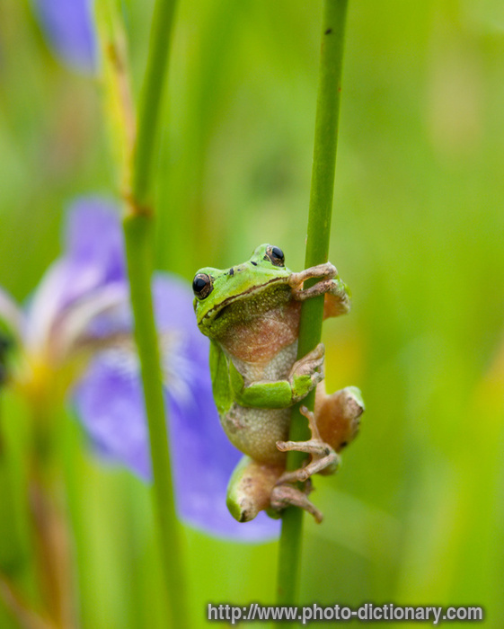 hyla frog - photo/picture definition - hyla frog word and phrase image