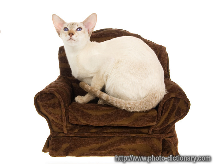 siamese cat - photo/picture definition - siamese cat word and phrase image