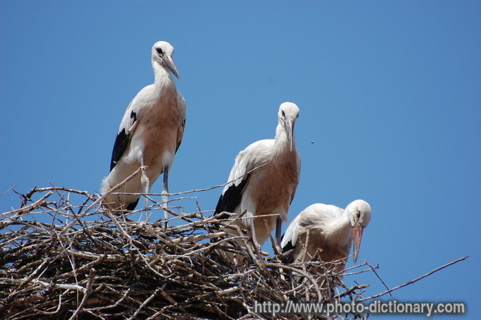 stork nest - photo/picture definition - stork nest word and phrase image