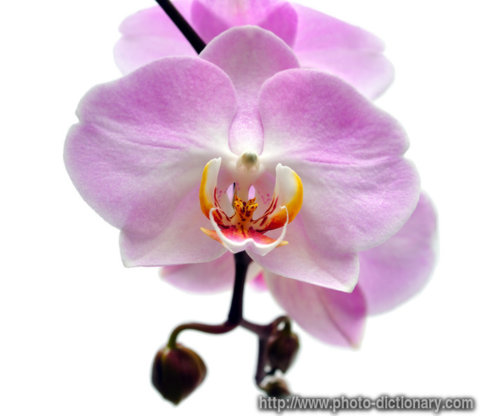 purple orchid - photo/picture definition - purple orchid word and phrase image