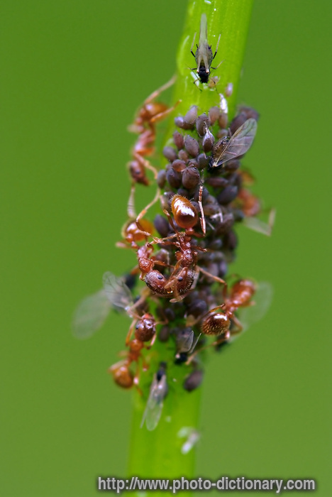 ants pasture - photo/picture definition - ants pasture word and phrase image