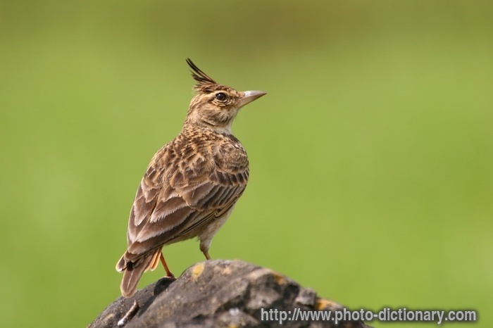 malabar crested lark - photo/picture definition - malabar crested lark word and phrase image