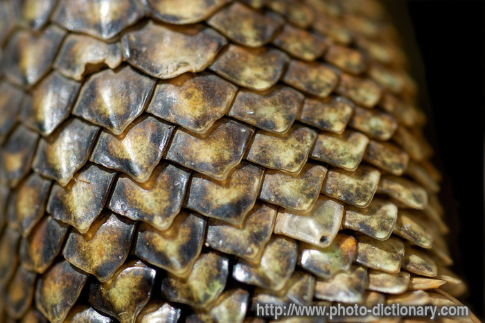 iguana scales - photo/picture definition - iguana scales word and phrase image