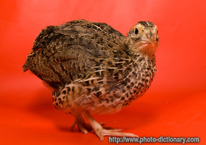 Japanese quail - photo/picture definition - Japanese quail word and phrase image