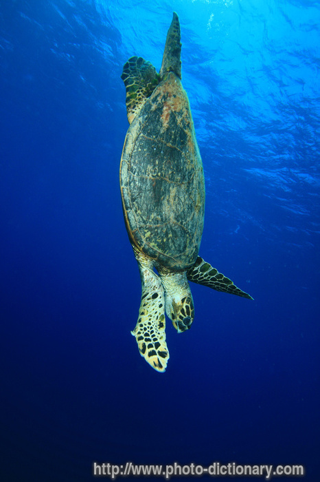 hawksbill turtle - photo/picture definition - hawksbill turtle word and phrase image