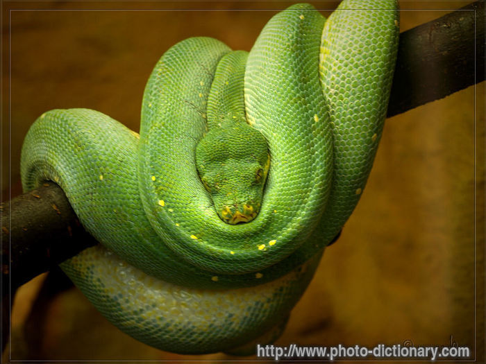 snake - photo/picture definition - snake word and phrase image