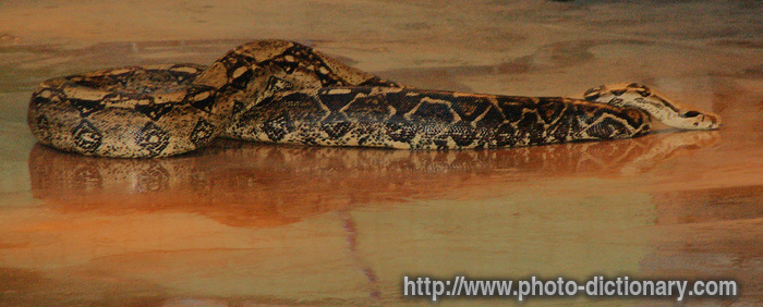 snake - photo/picture definition - snake word and phrase image