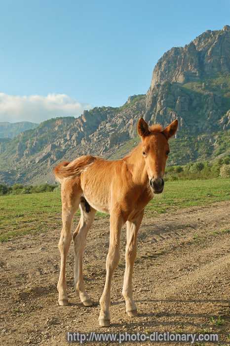 foal - photo/picture definition - foal word and phrase image