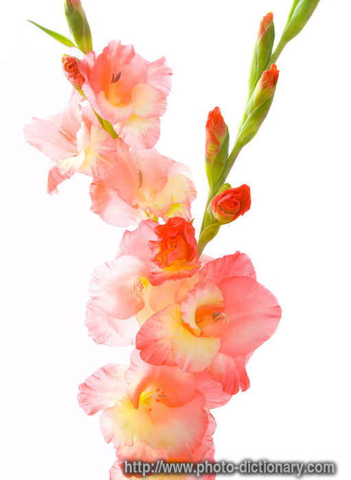 gladiolus - photo/picture definition - gladiolus word and phrase image