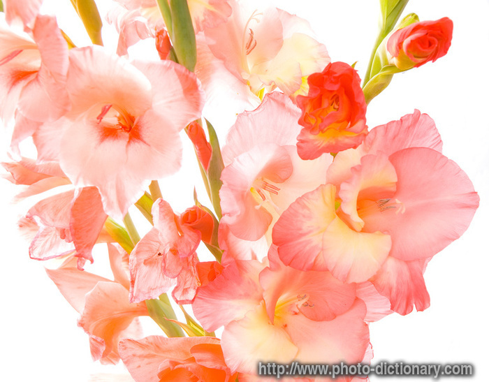 gladiolus - photo/picture definition - gladiolus word and phrase image