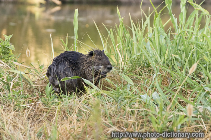 nutria - photo/picture definition - nutria word and phrase image