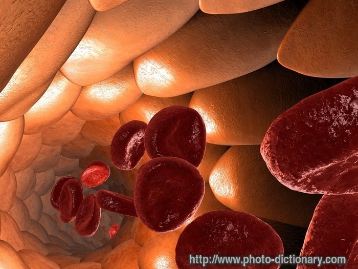 blood vessel - photo/picture definition - blood vessel word and phrase image