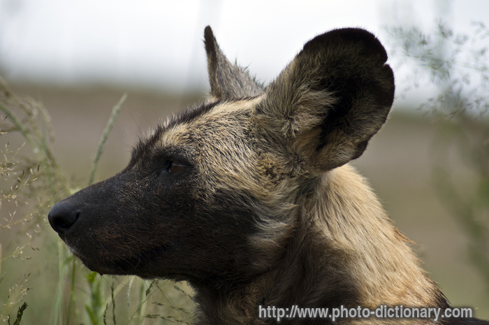 African wild dog - photo/picture definition - African wild dog word and phrase image