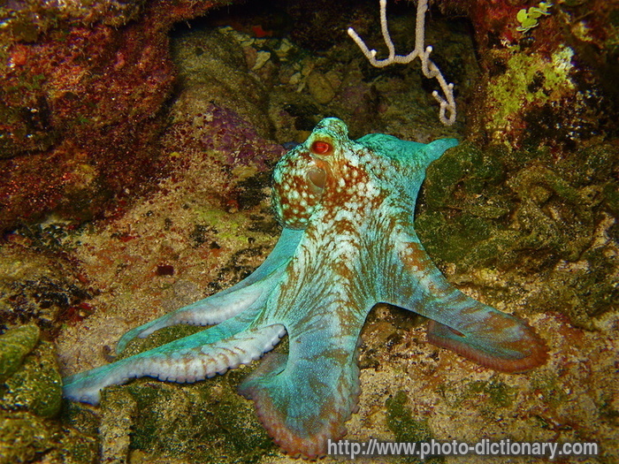 Atlantic octopus - photo/picture definition - Atlantic octopus word and phrase image