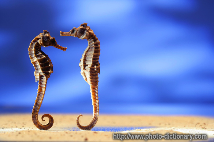 seahorse - photo/picture definition - seahorse word and phrase image