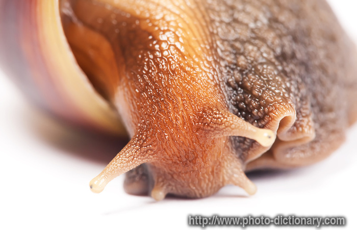 snail - photo/picture definition - snail word and phrase image
