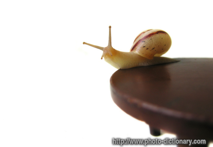 snail - photo/picture definition - snail word and phrase image