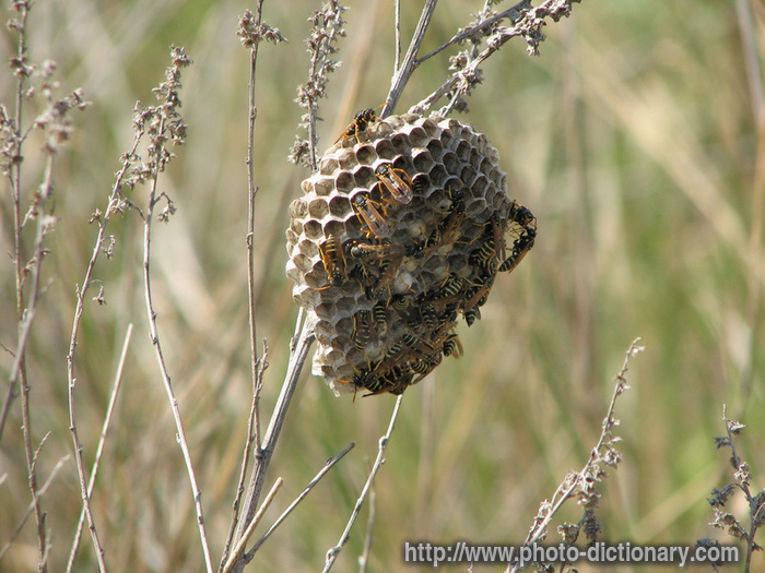 hornet nest - photo/picture definition - hornet nest word and phrase image