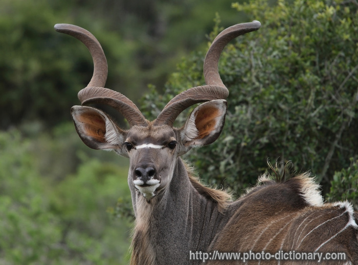 kudu bull - photo/picture definition - kudu bull word and phrase image