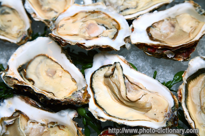 oyster - photo/picture definition - oyster word and phrase image