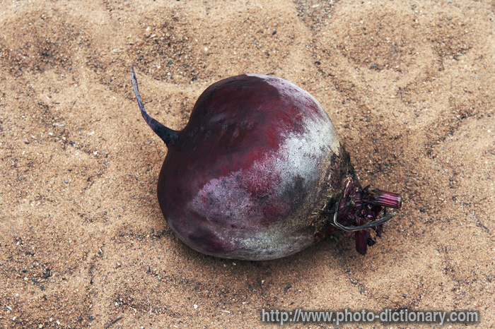 beetroot - photo/picture definition - beetroot word and phrase image