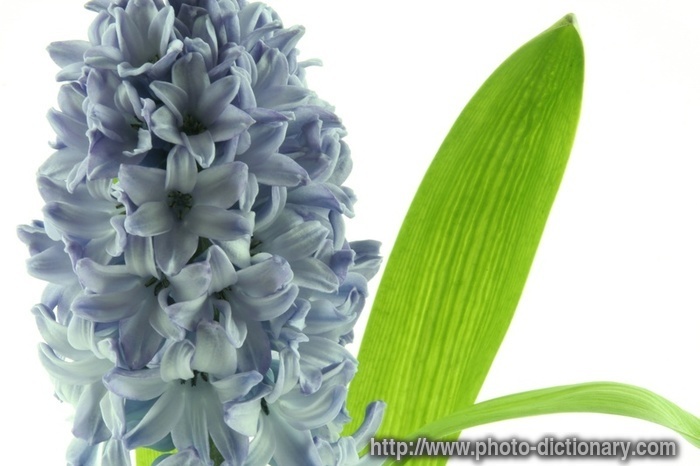 hyacinth - photo/picture definition - hyacinth word and phrase image
