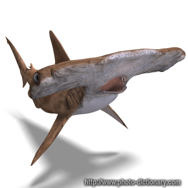 Hammerhead shark - photo/picture definition - Hammerhead shark word and phrase image