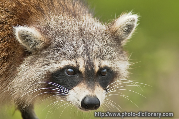 Racoon - photo/picture definition - Racoon word and phrase image