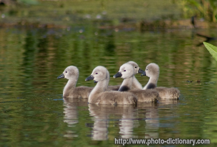 swan ducklings - photo/picture definition - swan ducklings word and phrase image