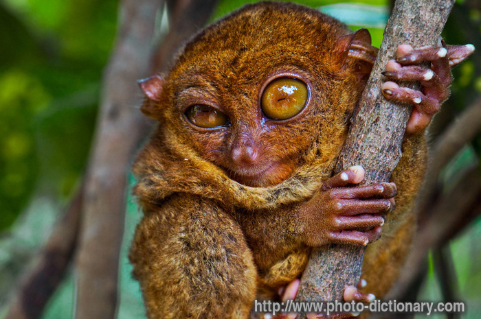 big-eyed tarsier - photo/picture definition - big-eyed tarsier word and phrase image