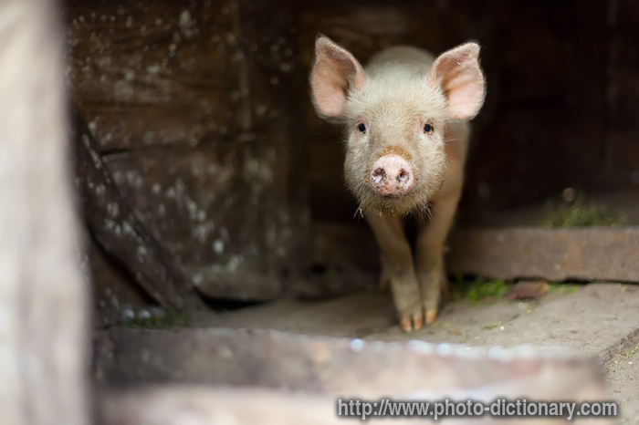 piglet - photo/picture definition - piglet word and phrase image
