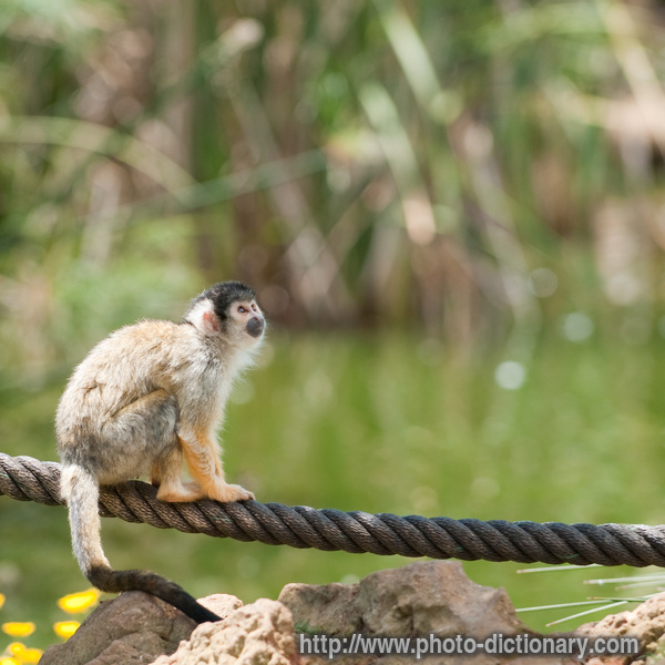 spider monkey - photo/picture definition - spider monkey word and phrase image