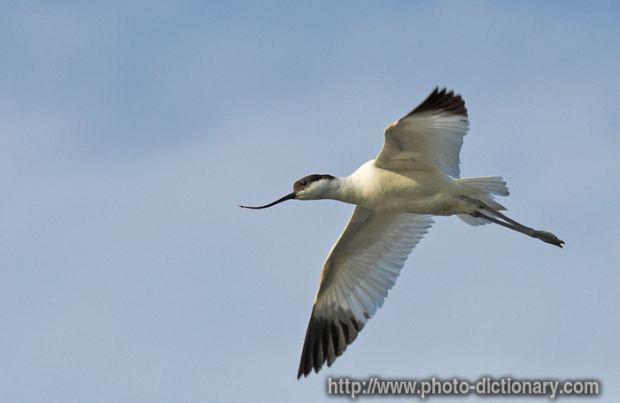 pied avocet - photo/picture definition - pied avocet word and phrase image