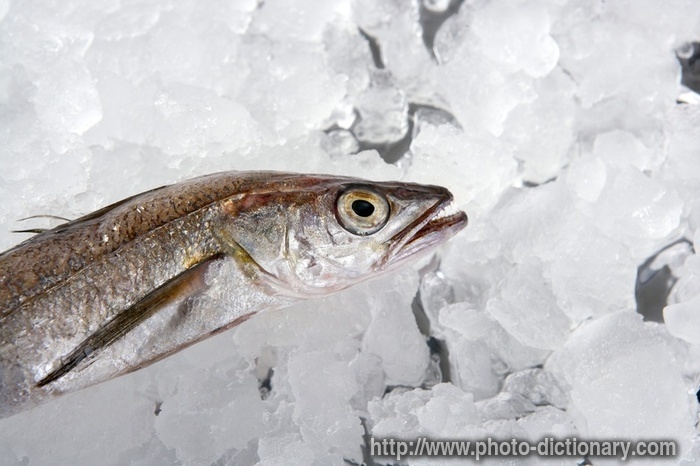 hake fish - photo/picture definition - hake fish word and phrase image