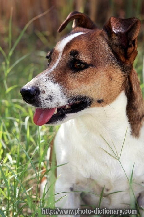 jack russel terrier - photo/picture definition - jack russel terrier word and phrase image
