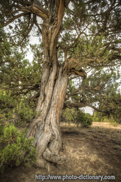 juniper tree - photo/picture definition - juniper tree word and phrase image