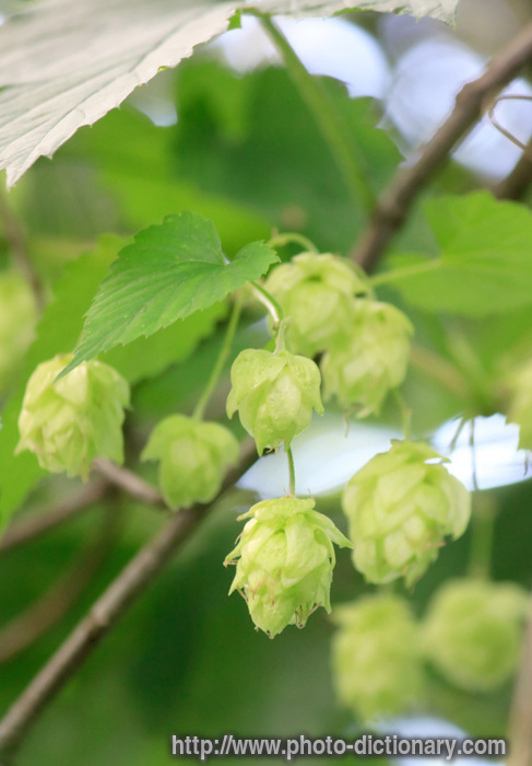 hops - photo/picture definition - hops word and phrase image