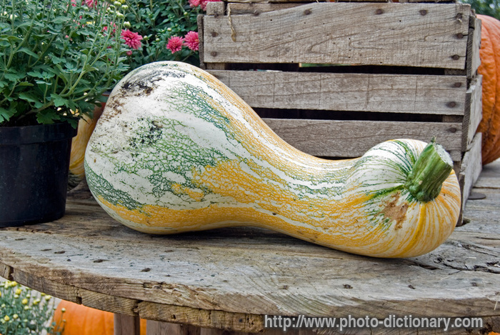 gourd - photo/picture definition - gourd word and phrase image
