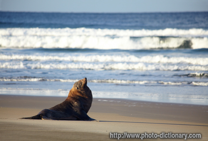 seal - photo/picture definition - seal word and phrase image