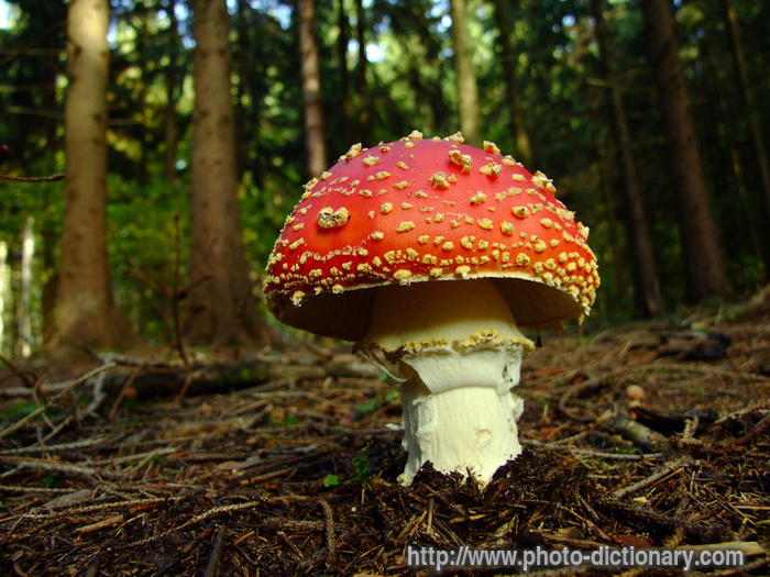 fly mushroom - photo/picture definition - fly mushroom word and phrase image
